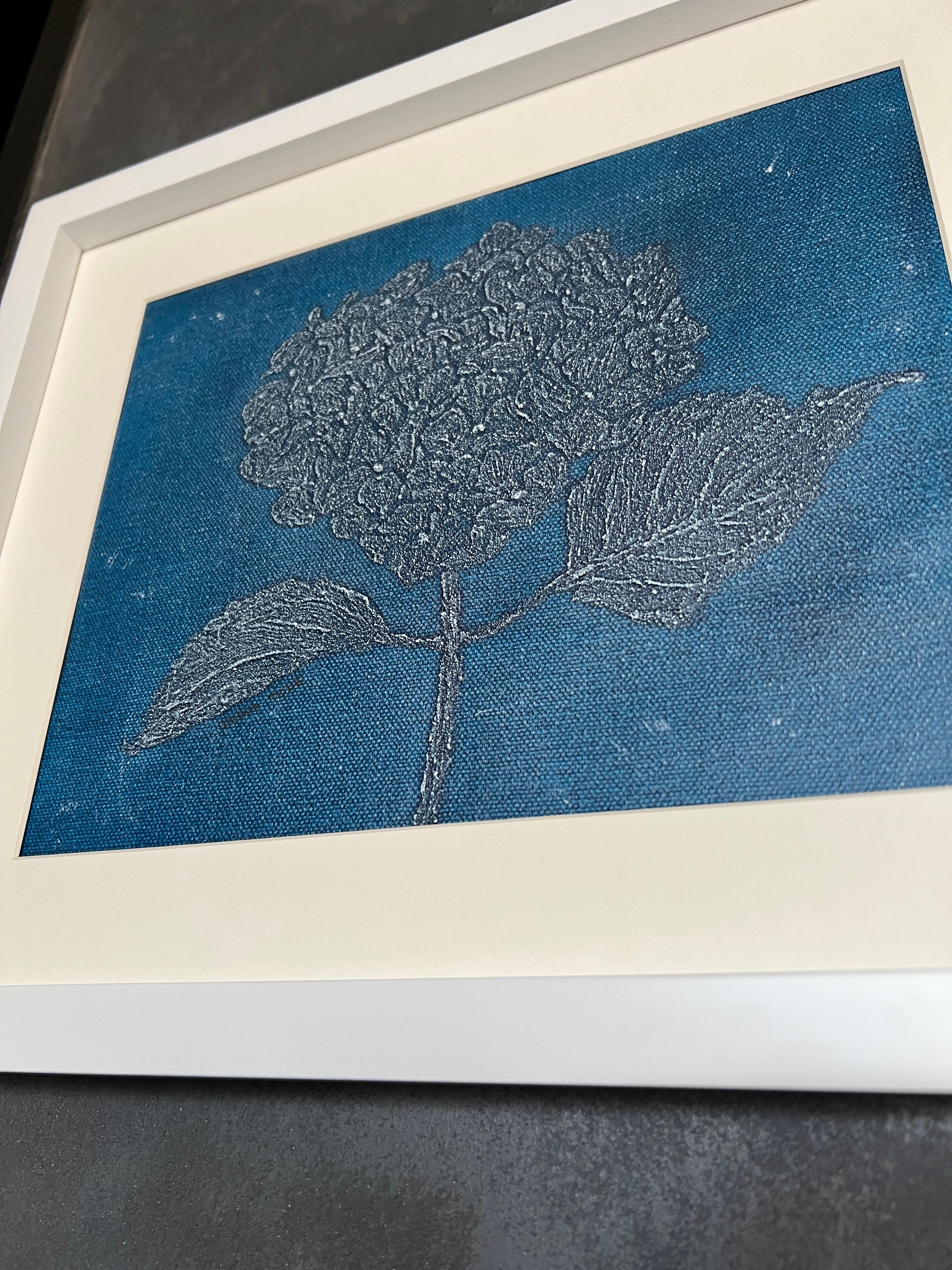 Hortensia Blu 5