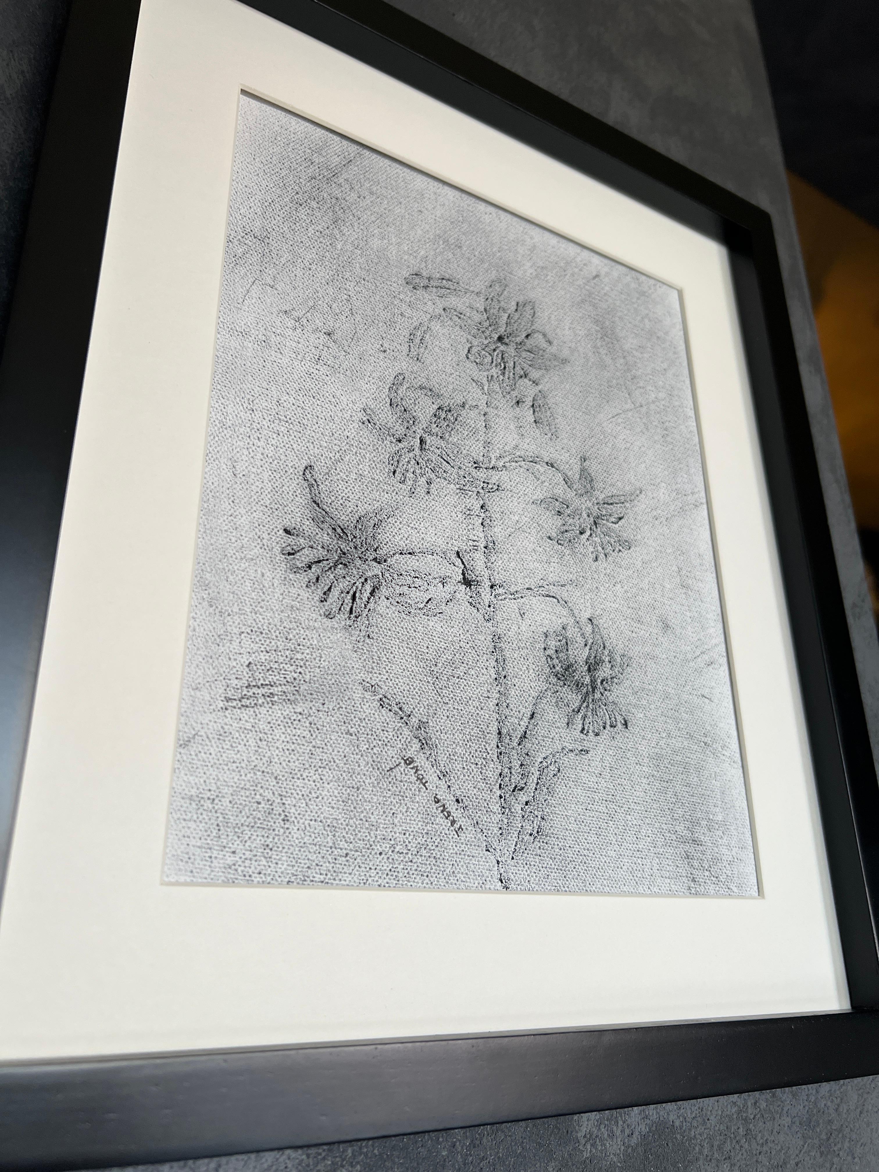 Lilium Black and White 1
