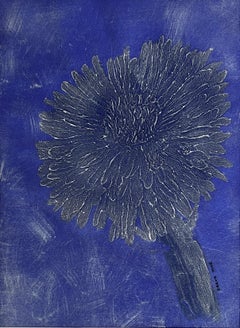 Centaura cyanus