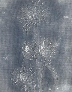 Flowers from my field