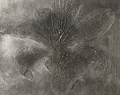 Il mio Giglio d'Argento