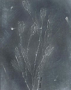 Tulips in Grey