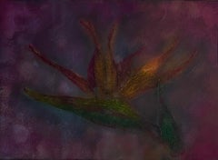 Wild bird of paradise