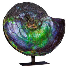Iridescent Ammonite Fossil, 75 Million Year Old Gemstone