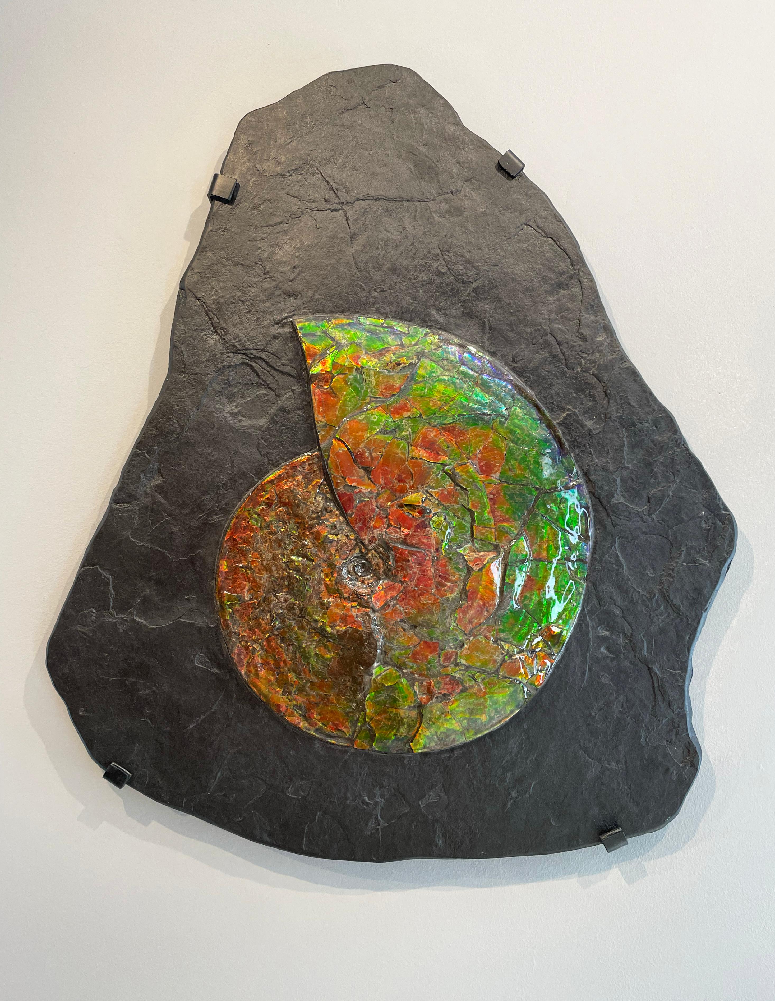A Rare Iridescent Ammonite Fossil in Grey Slate Matrix

'Placenticeras intercalare'
Upper Cretaceous (75-72 million years ago)
Measures: 70 x 62 x 4 cm
Source in Alberta, Canada 

Known as ‘Ammolite’, the shimmering, metallic colours were caused by
