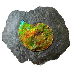 Iridescent Ammonite in Grey Slate