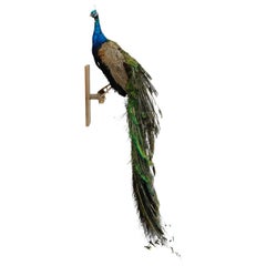 Iridescent Blue and Green Peacock Taxidermy Wall Mount Sculptures