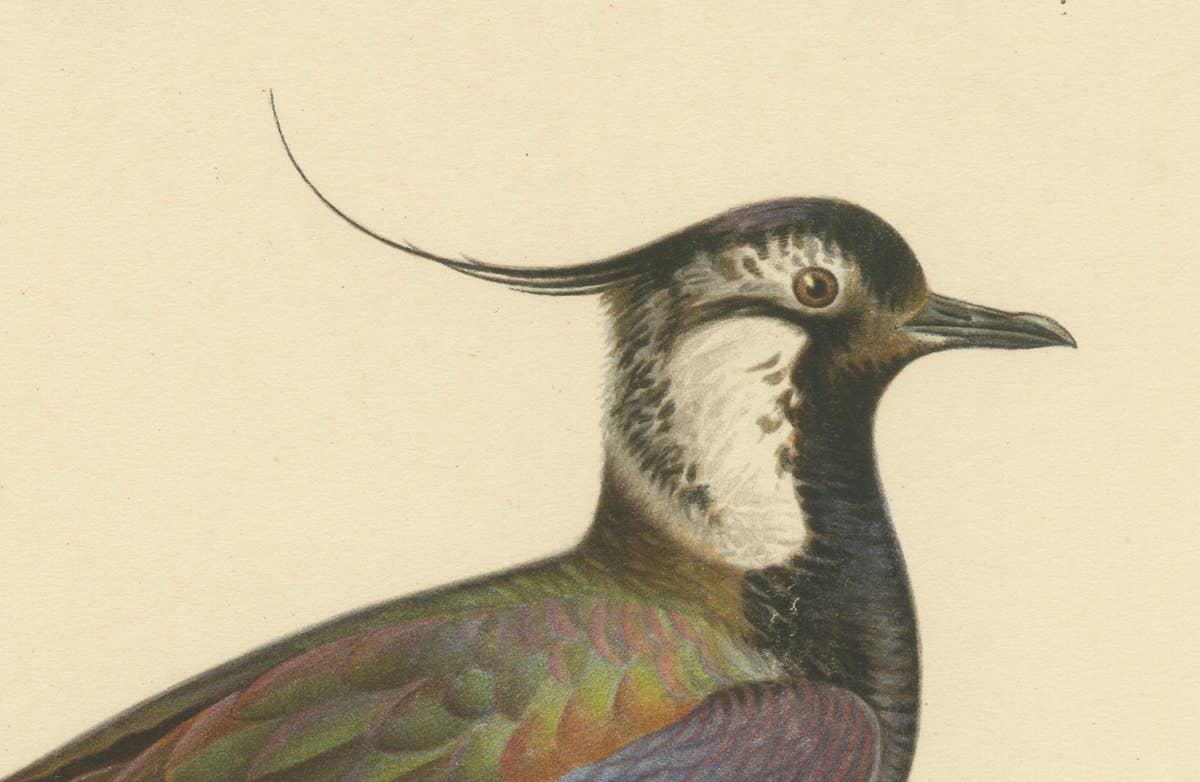 Iridescent Majesty: Vintage Print of The Northern Lapwing by Von Wright, 1929