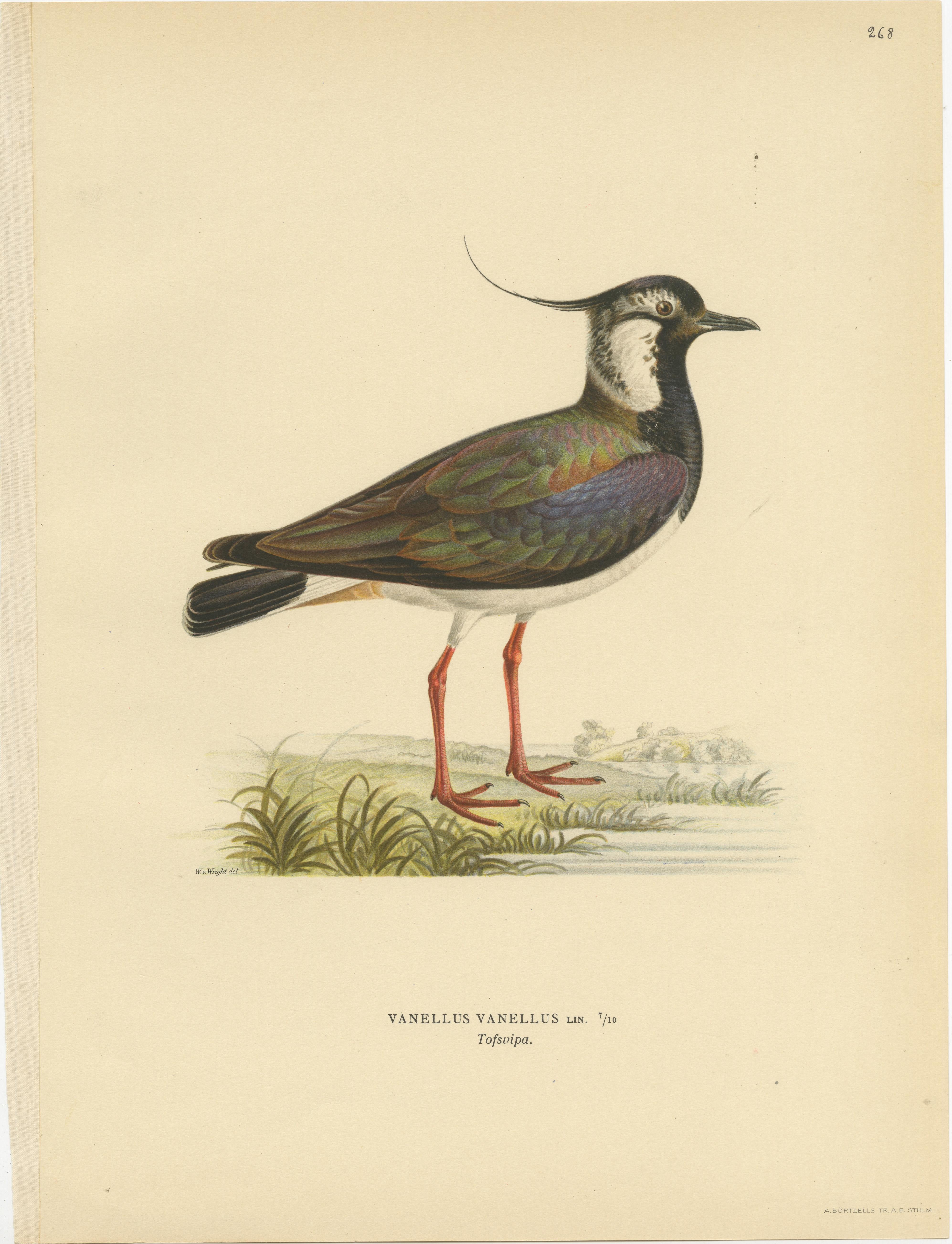Iridescent Majesty: Vintage Print of The Northern Lapwing by Von Wright, 1929 In Good Condition For Sale In Langweer, NL