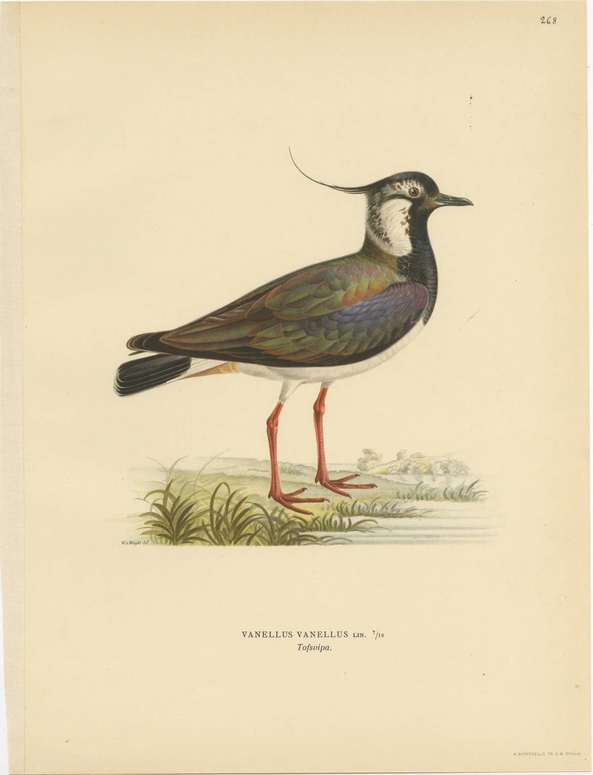 Iridescent Majesty: Vintage Print of The Northern Lapwing by Von Wright, 1929