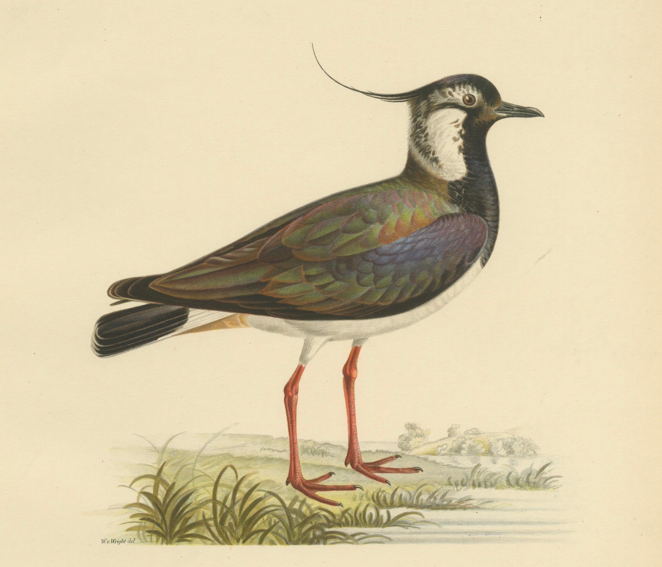 20th Century Iridescent Majesty: Vintage Print of The Northern Lapwing by Von Wright, 1929 For Sale