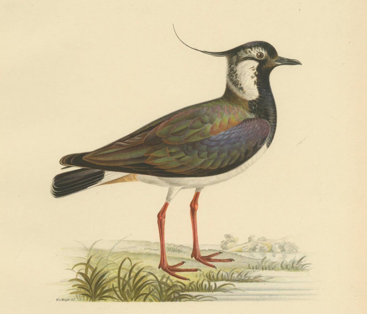 Iridescent Majesty: Vintage Print of The Northern Lapwing by Von Wright, 1929