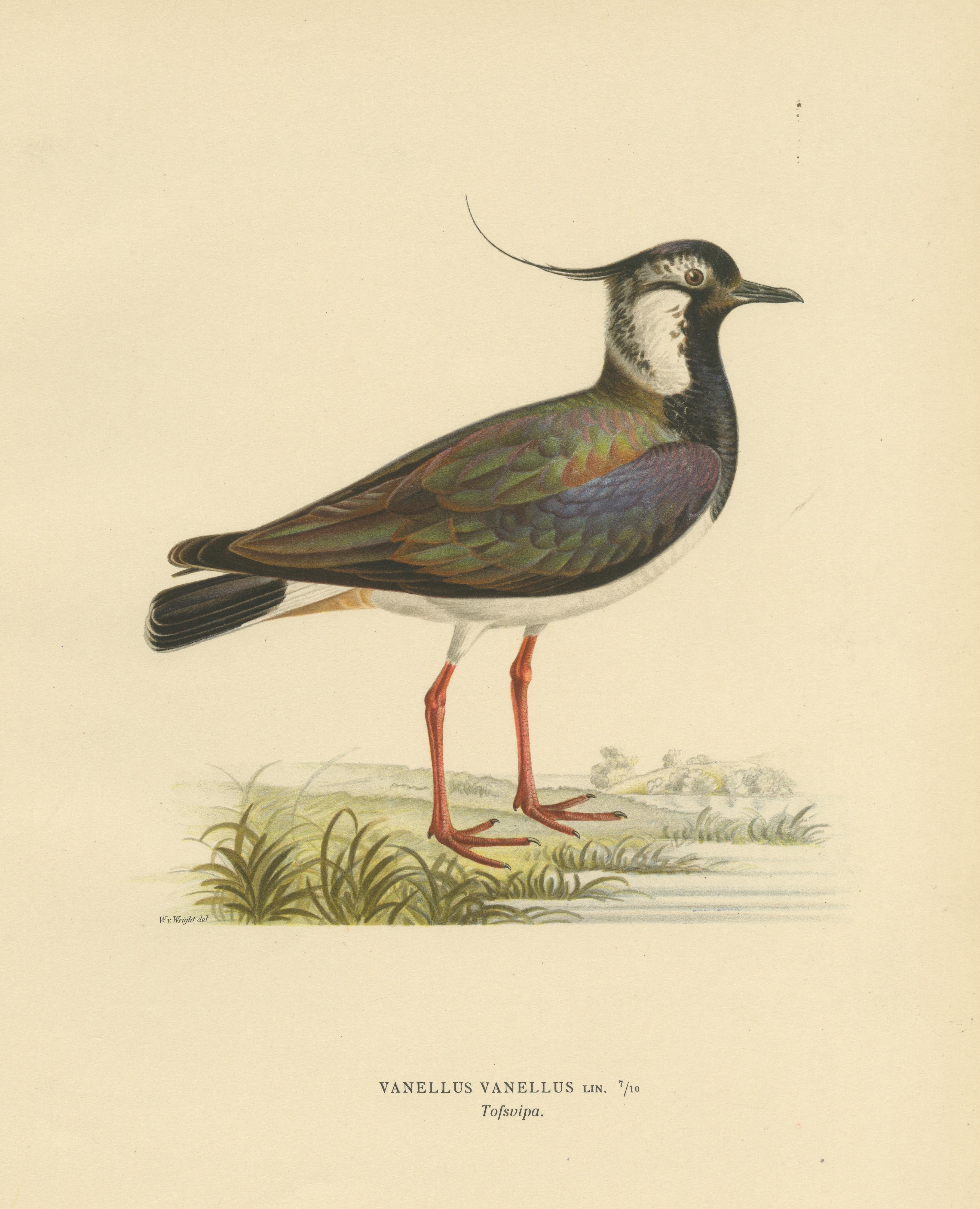 Paper Iridescent Majesty: Vintage Print of The Northern Lapwing by Von Wright, 1929 For Sale