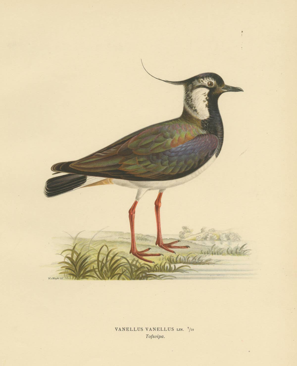 Iridescent Majesty: Vintage Print of The Northern Lapwing by Von Wright, 1929
