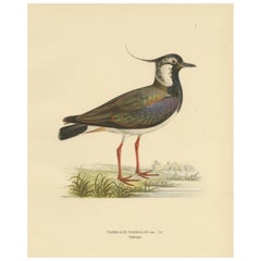 Majesté iridescente : Impression vintage de The Northern Lapwing par Von Wright, 1929