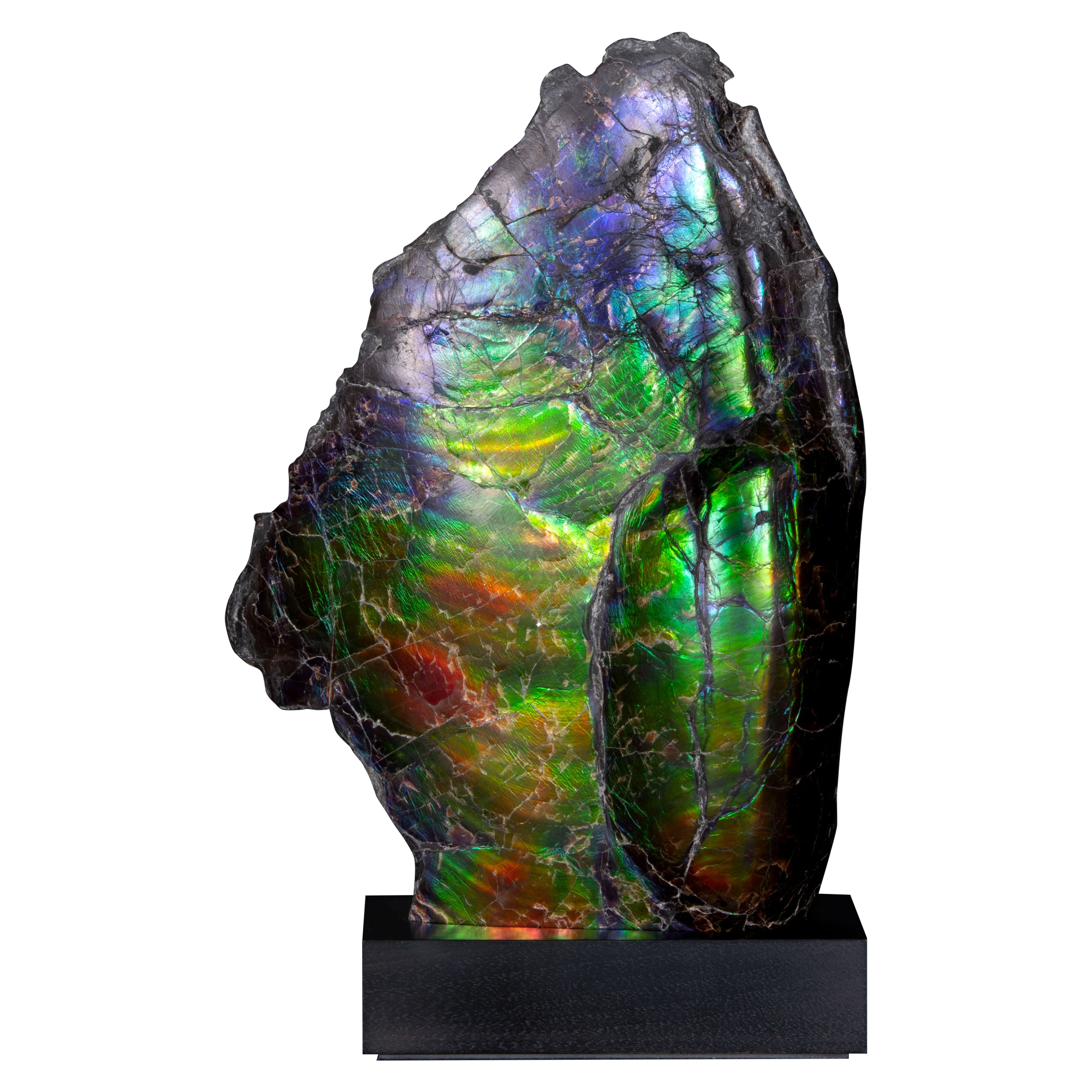 Where can I find ammonites?