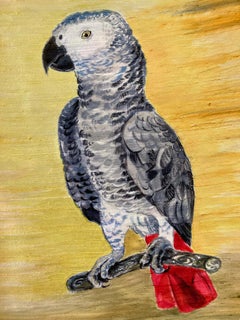 Parroquet gris africain du Congo