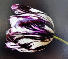 Tulpenporträt'' Zeitgenössisches holländisches Stillleben einer lila Tulpe mit Schmetterling