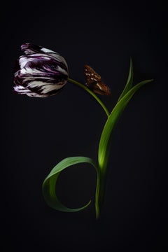 ''Tulip Portrait'' Contemporary Dutch Still Life of Purple Tulip with Butterfly