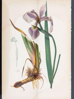 Iris Versicolor Blue Flag Botanical Print on Paper, USA Early 20th C.