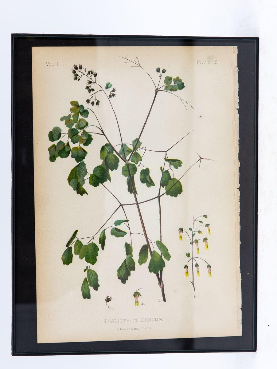Iris Versicolor Blue Flag Botanical Print on Paper, USA Early 20th C. For Sale 3