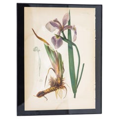 Antique Iris Versicolor Blue Flag Botanical Print on Paper, USA Early 20th C.