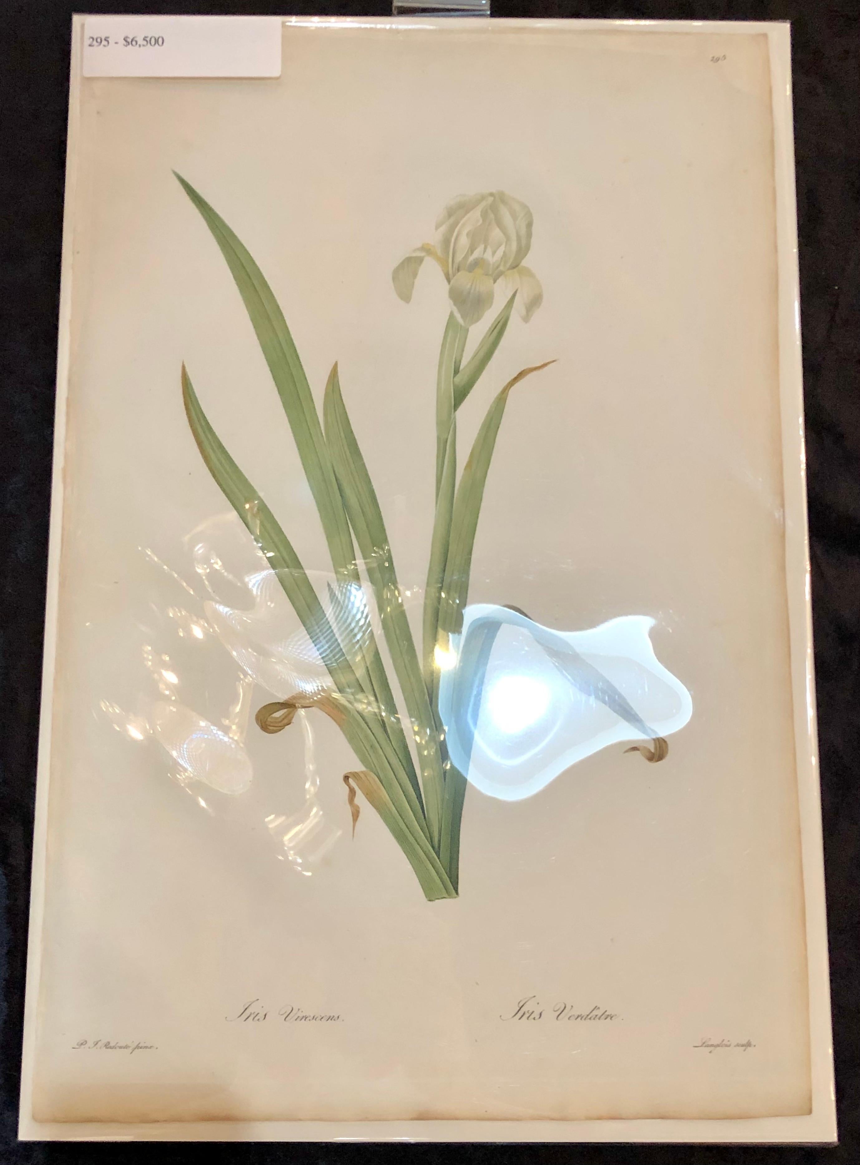 Iris Virescens, Lalics Hand Colored Engraving Signed P. J. Redoute For Sale 4