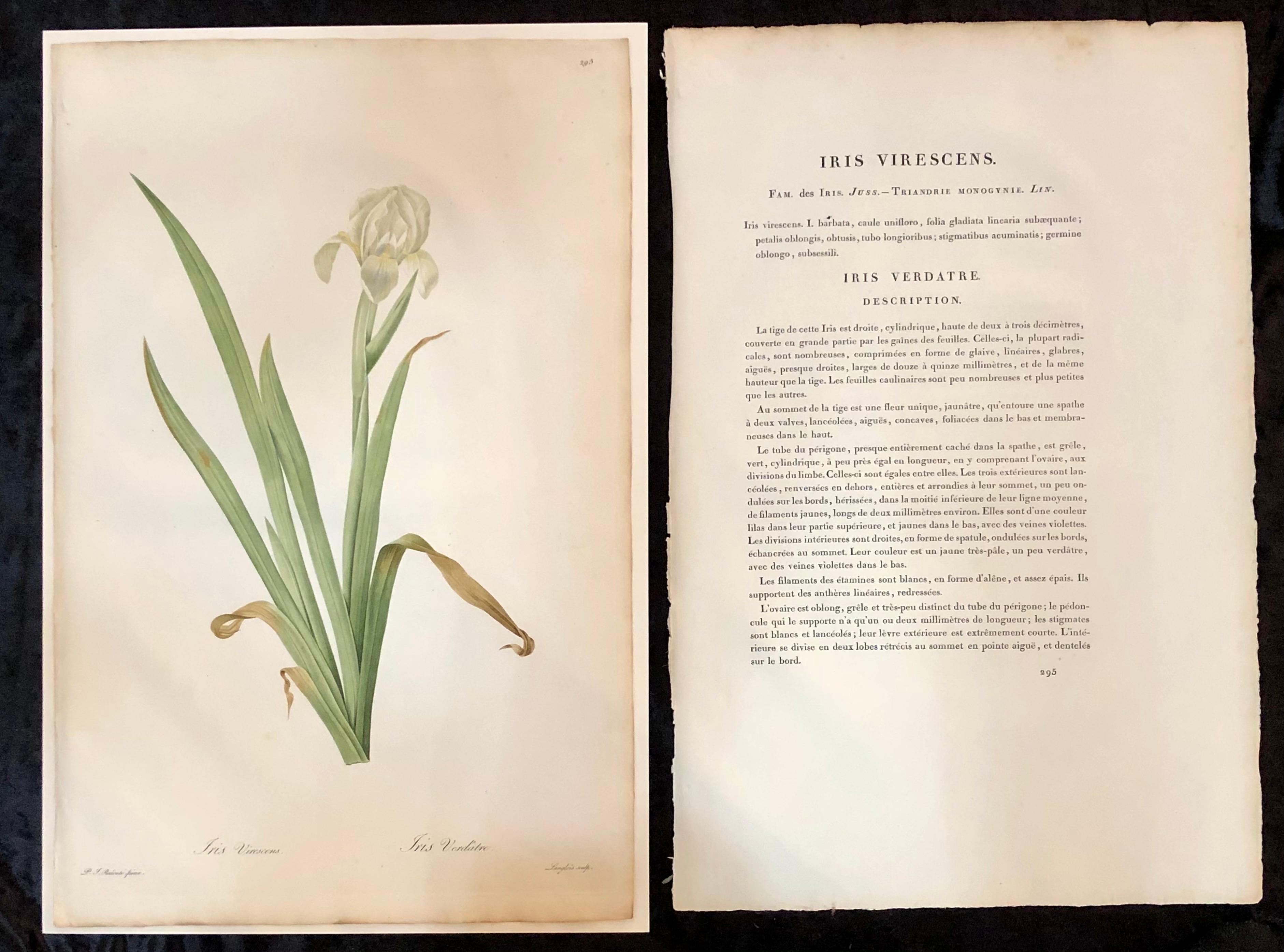 Iris Virescens hand colored engraving signed and numbered P. J. Redoute.
One of a set of large and impressive well painted set of nine floral works each having history and literature on reverse.
The highest peak of Redoute's artistic and botanical
