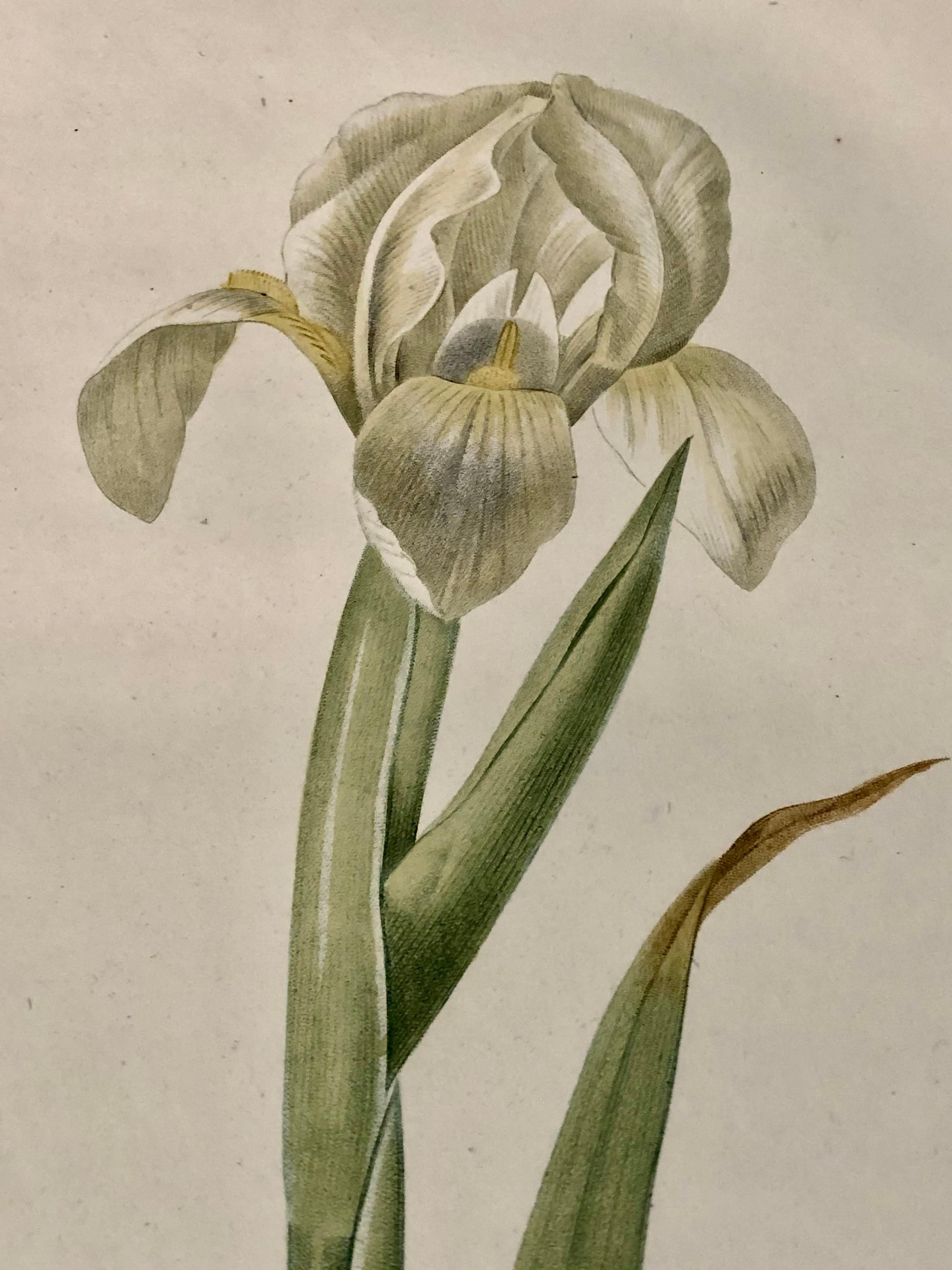 Français Iris Virescens, gravure lalique colorée à la main signée P. J. Redoute en vente