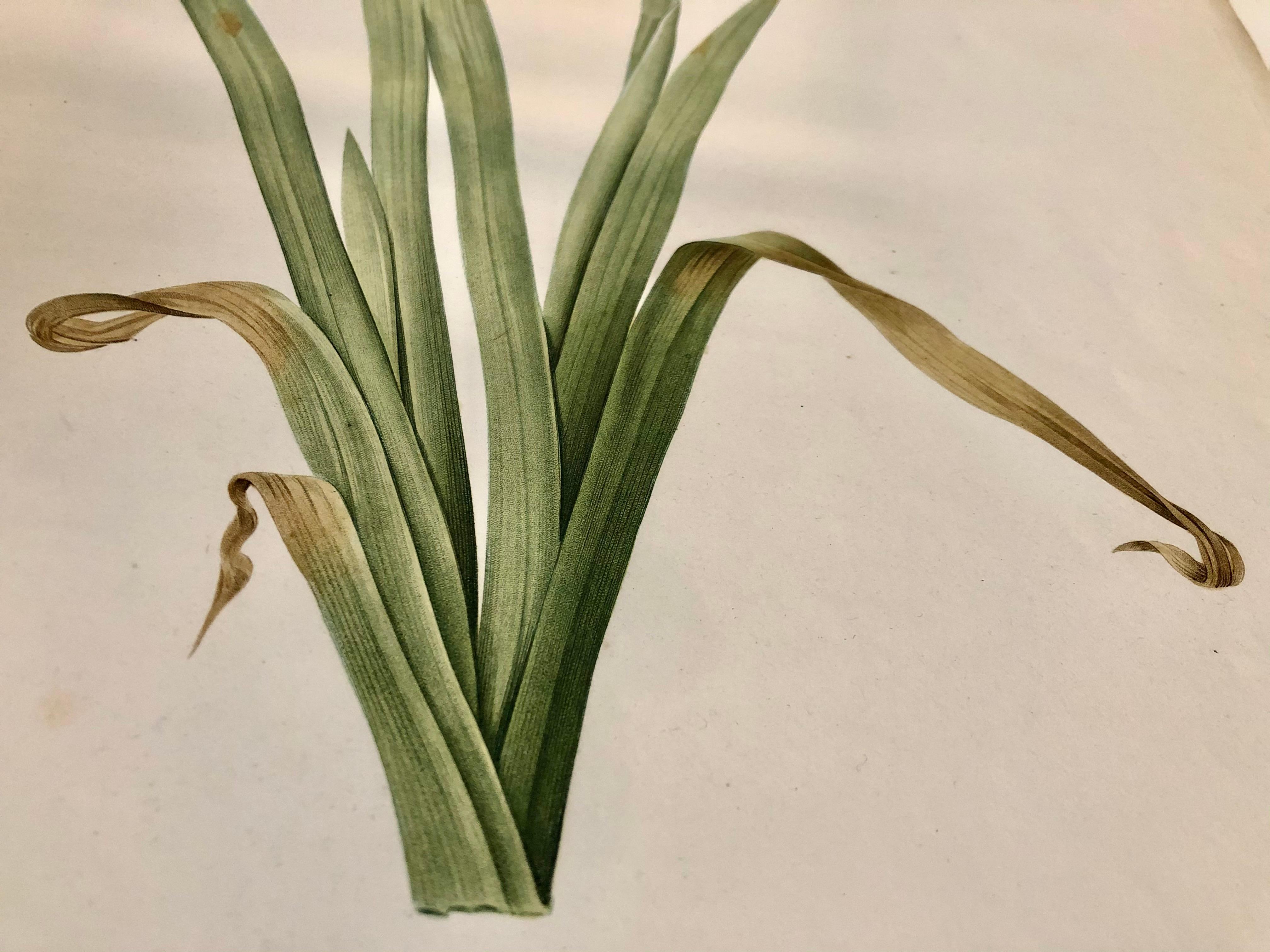 Peint à la main Iris Virescens, gravure lalique colorée à la main signée P. J. Redoute en vente