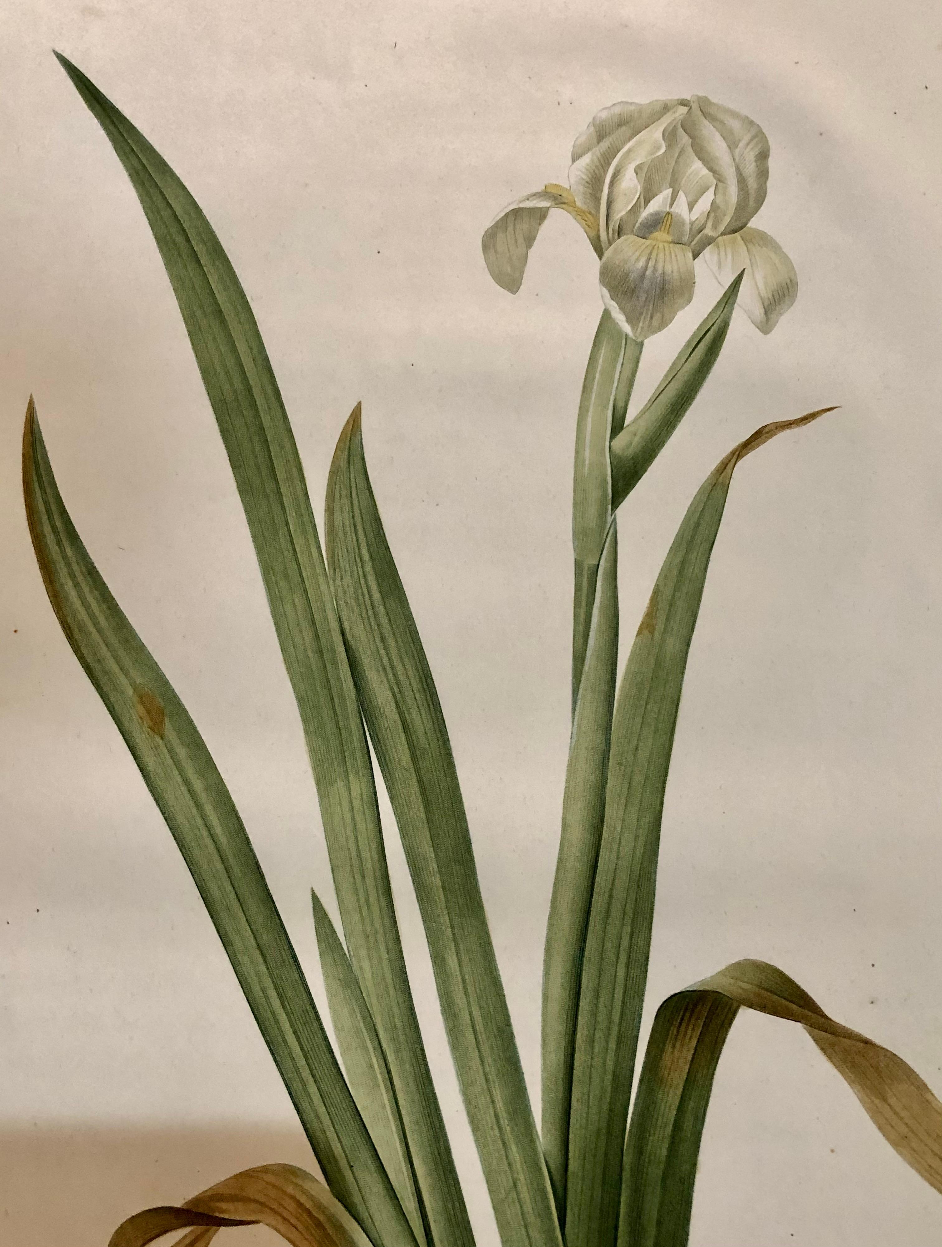 Iris Virescens, Lalics Hand Colored Engraving Signed P. J. Redoute In Good Condition For Sale In Stamford, CT