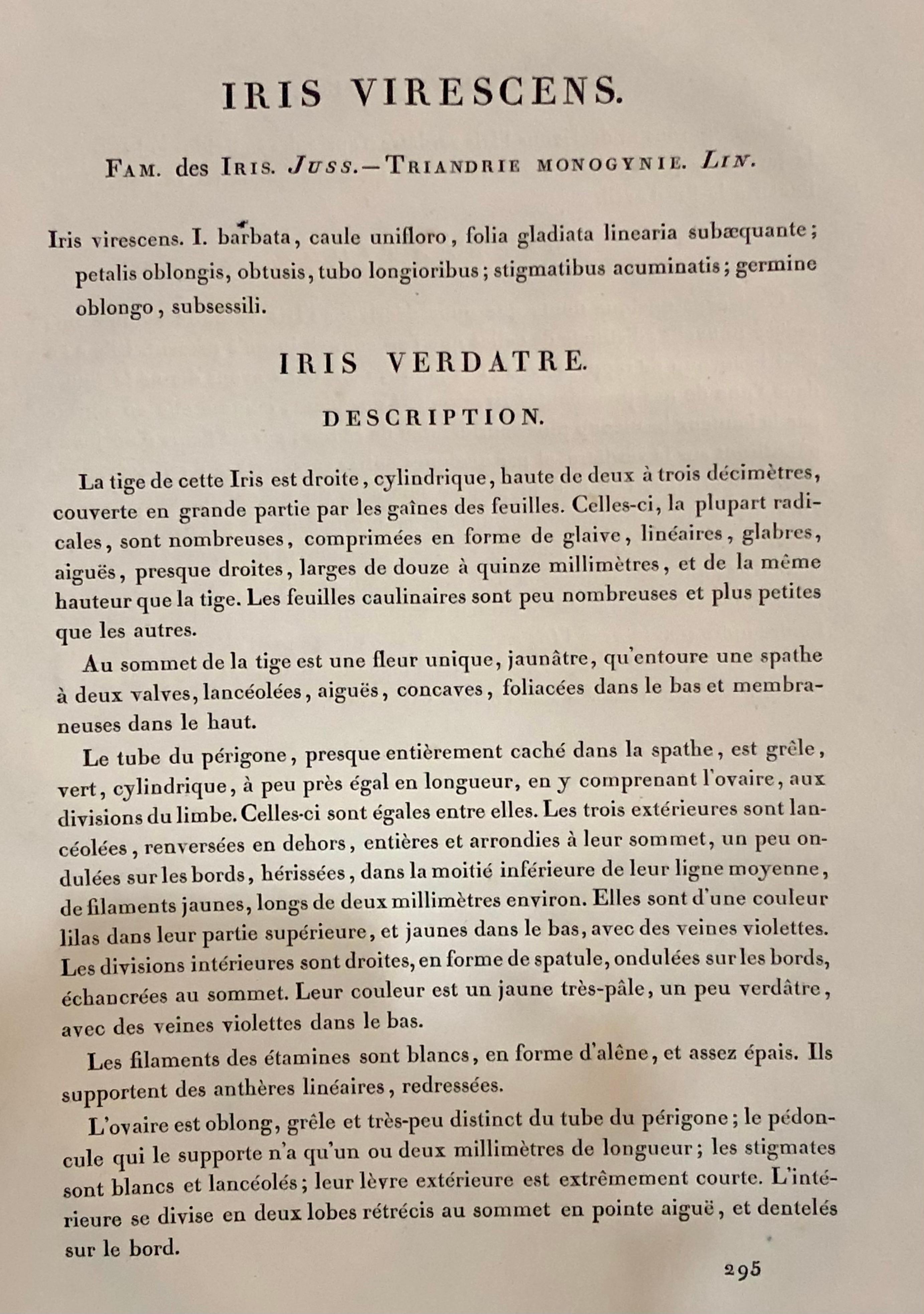 XIXe siècle Iris Virescens, gravure lalique colorée à la main signée P. J. Redoute en vente