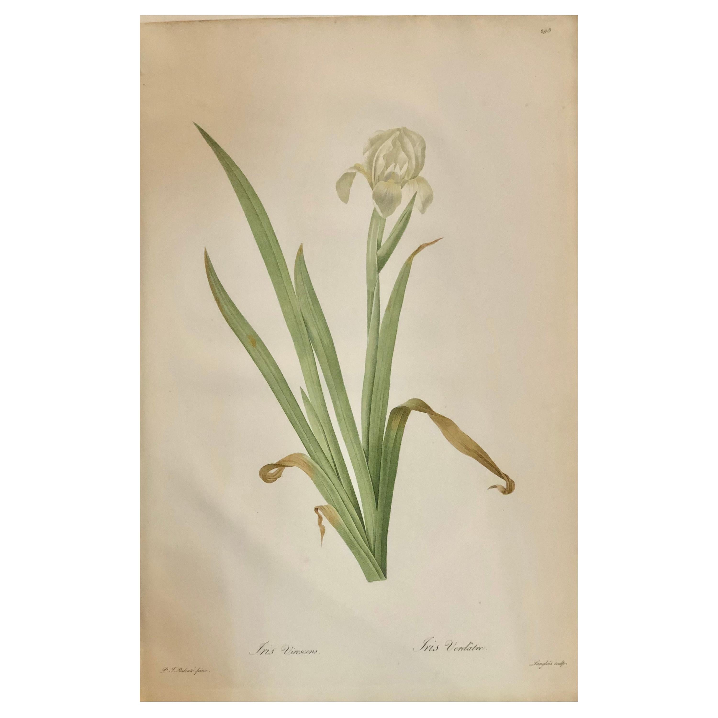 Iris Virescens, gravure lalique colorée à la main signée P. J. Redoute en vente