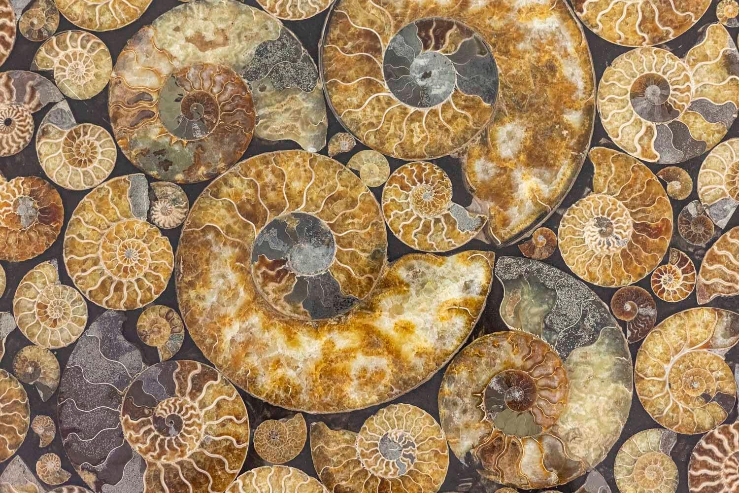 Iron and Fossilized Ammonite Pedestal Tables, 1980's In Good Condition In Saint-Ouen, FR