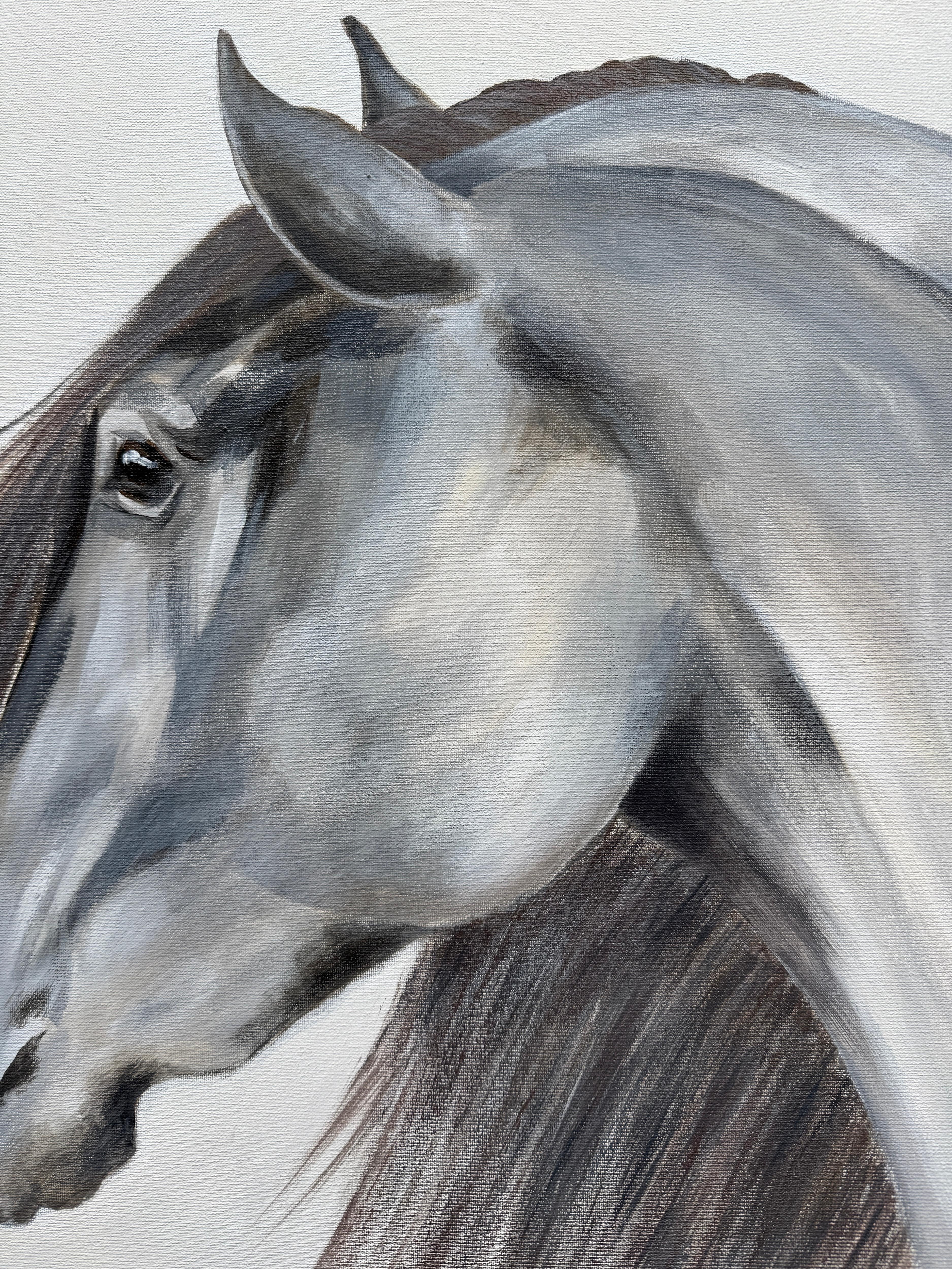 My dear Horse For Sale 5