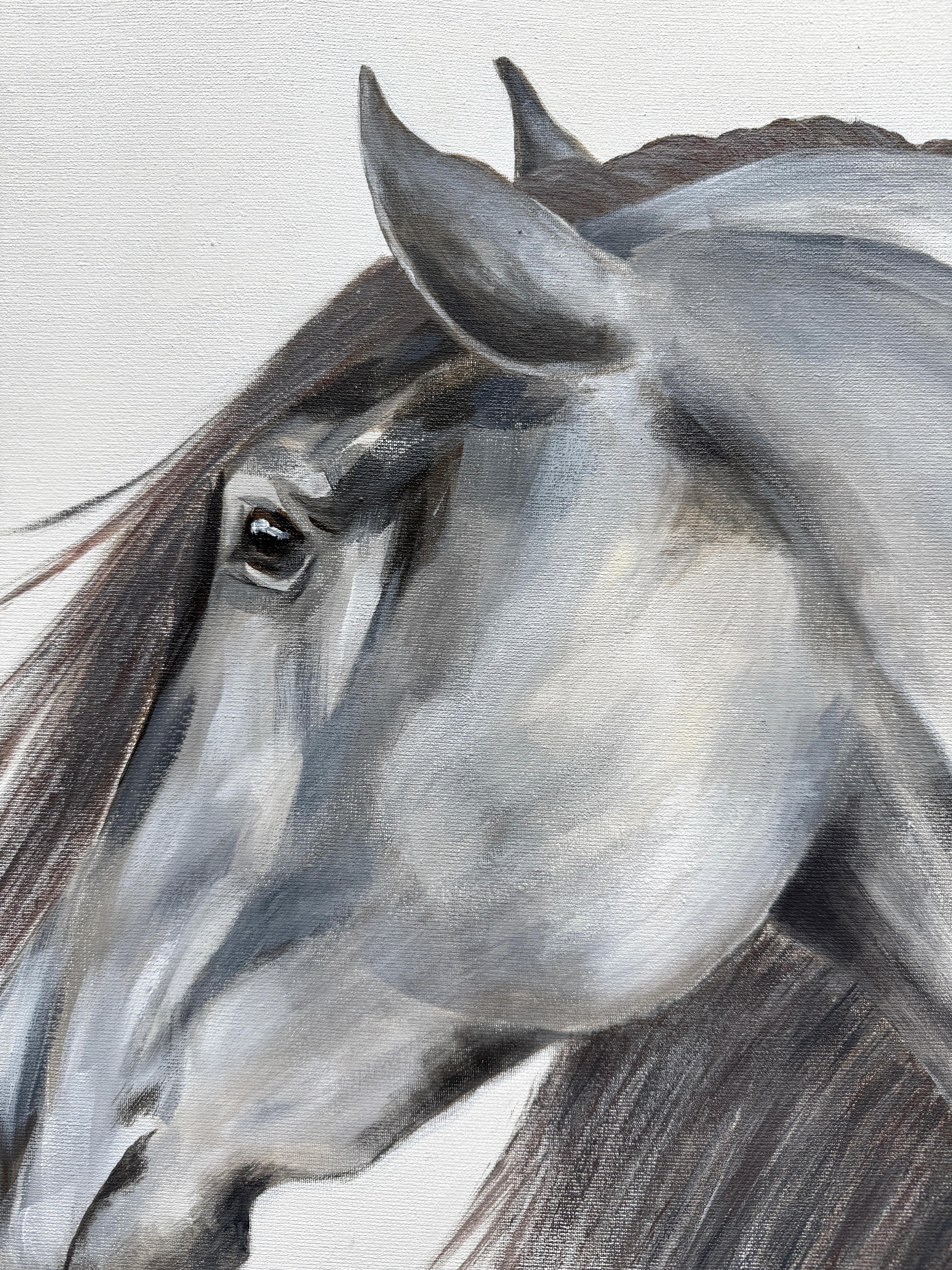 My dear Horse For Sale 8