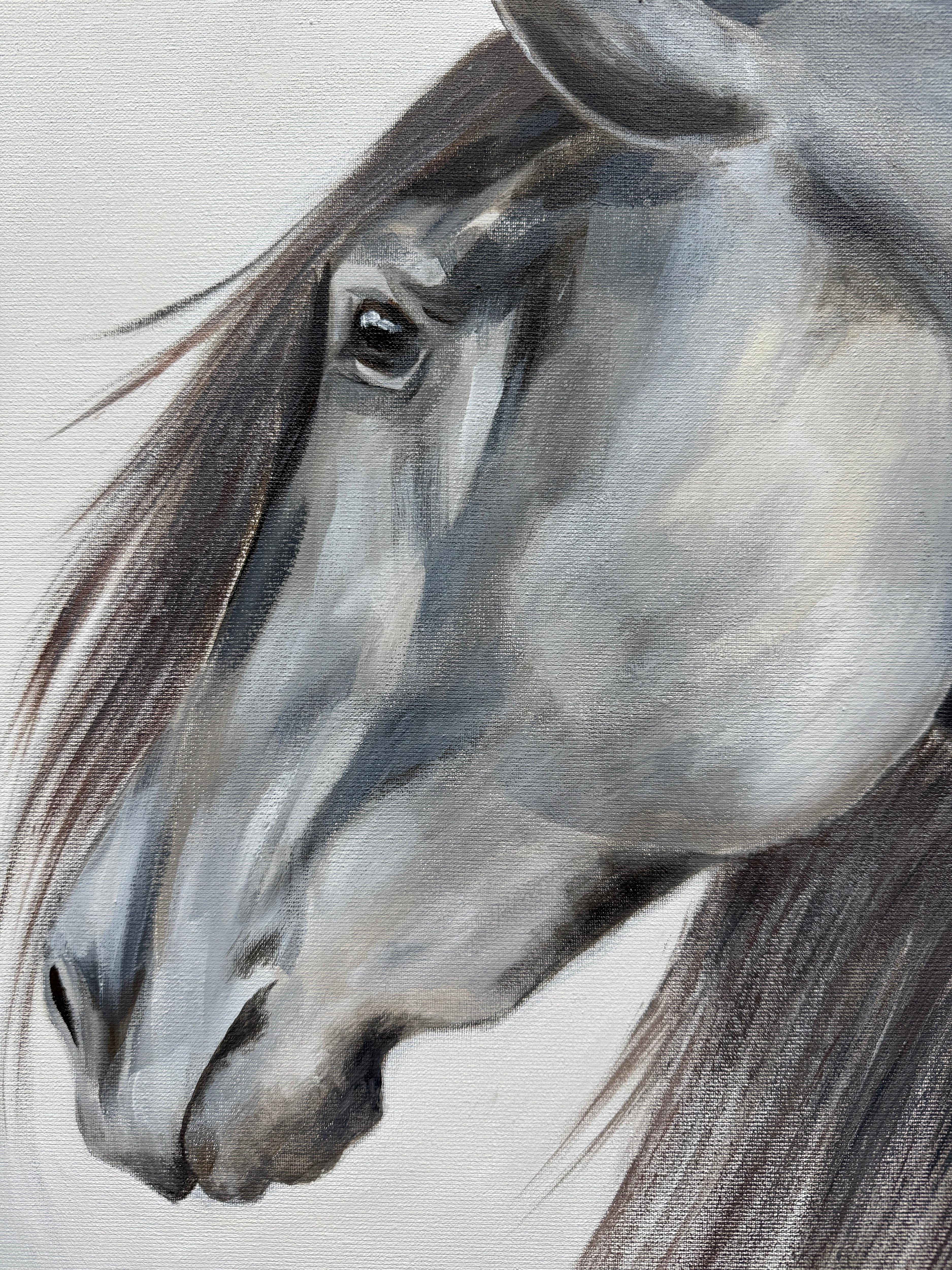 My dear Horse For Sale 3