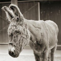 Babs, Donkey, âge de 24 ans, I