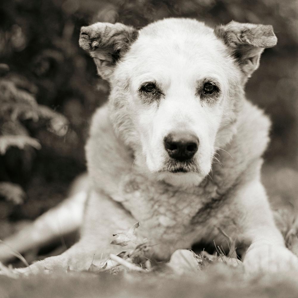 Black and White Photograph Isa Leshko - Bumper, chien à cornes mixtes, âge de 17 ans II
