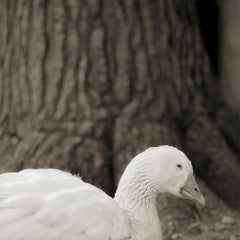 Embden Goose, Age 28, I