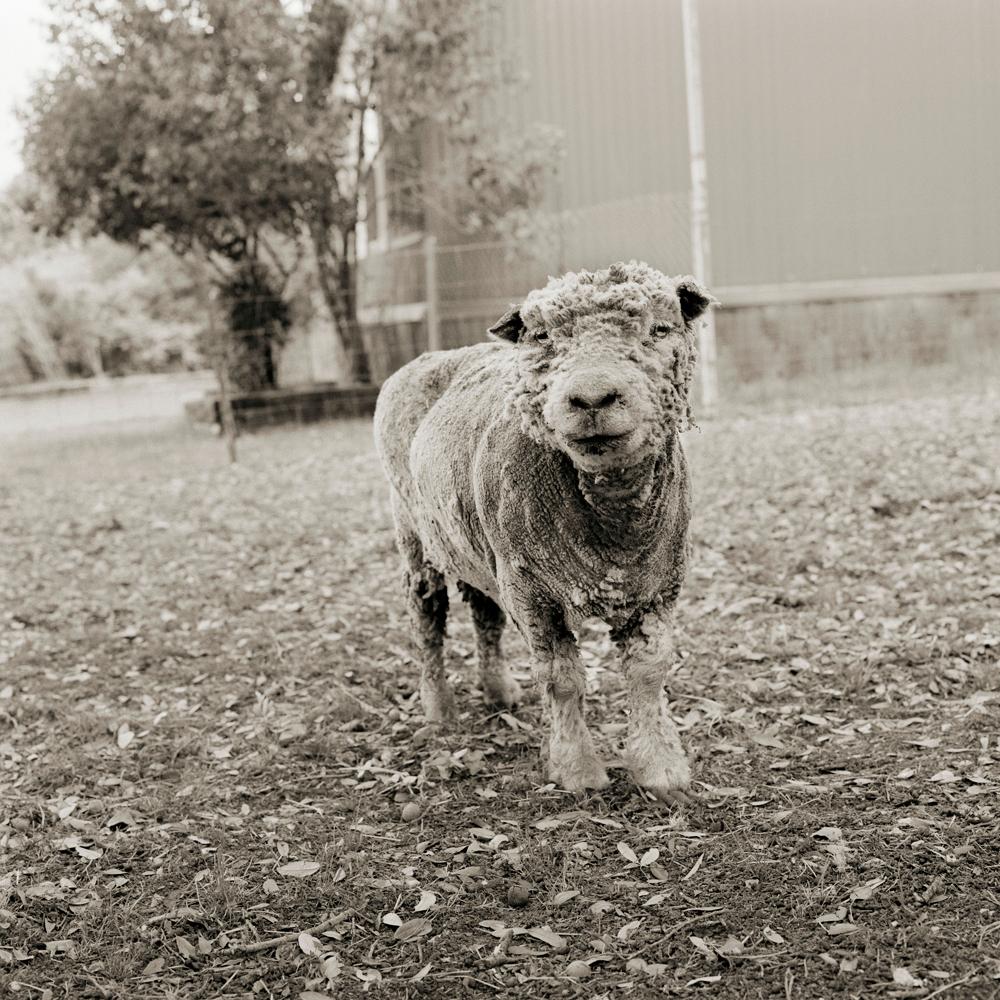 Isa Leshko Black and White Photograph - Phyllis, Southdown Sheep, Age 13