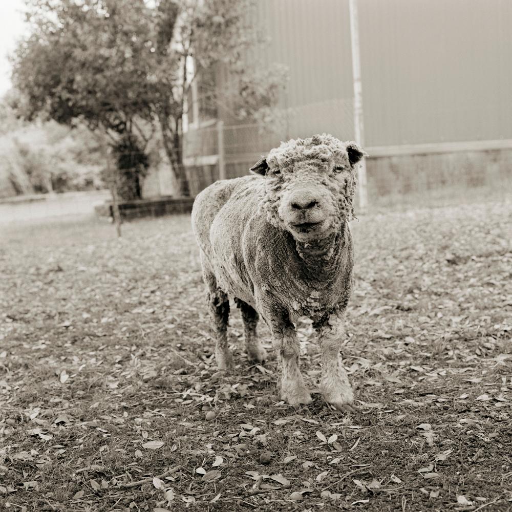 Black and White Photograph de Isa Leshko - Phyllis, oveja de Southdown, 13 años