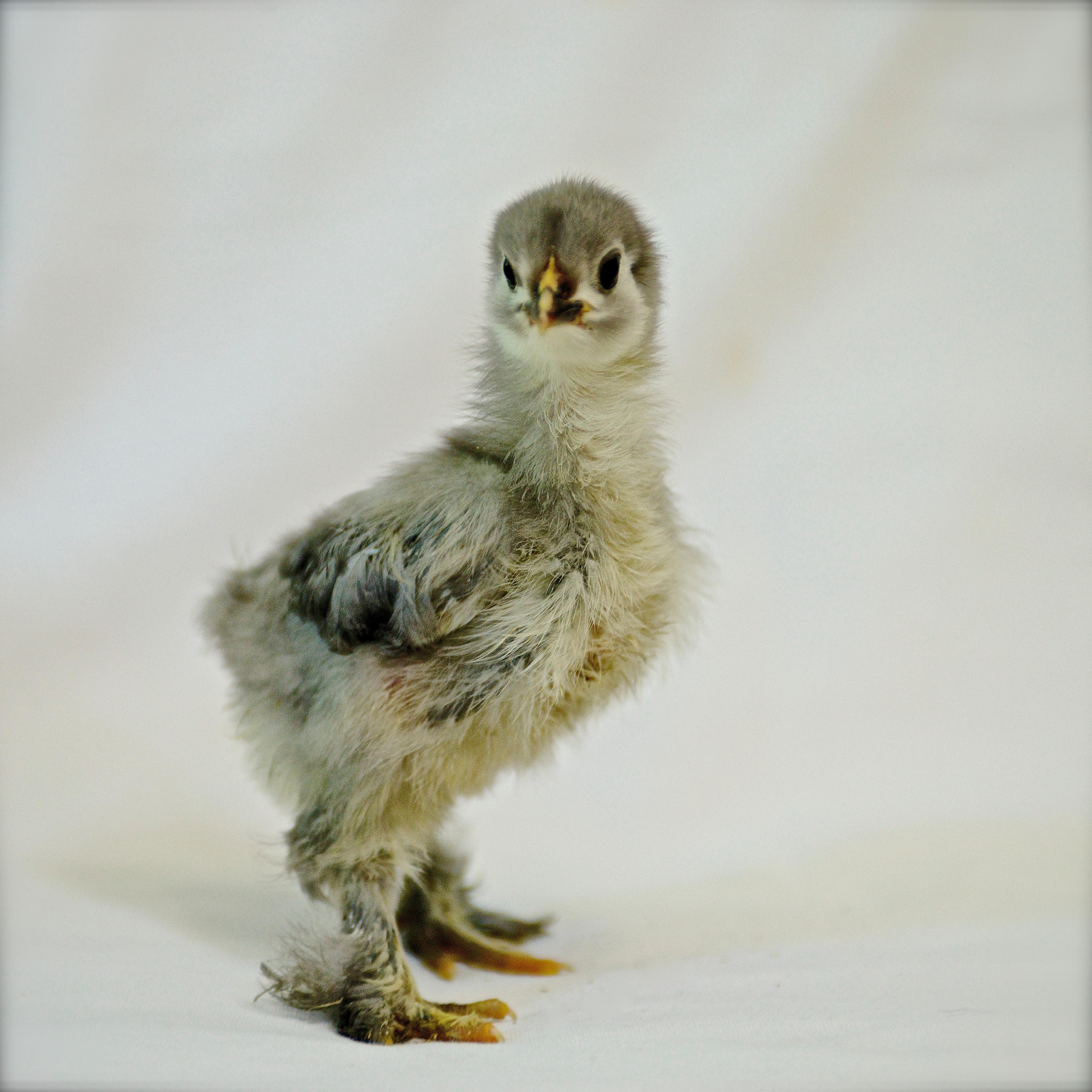 isabella rossellini chickens