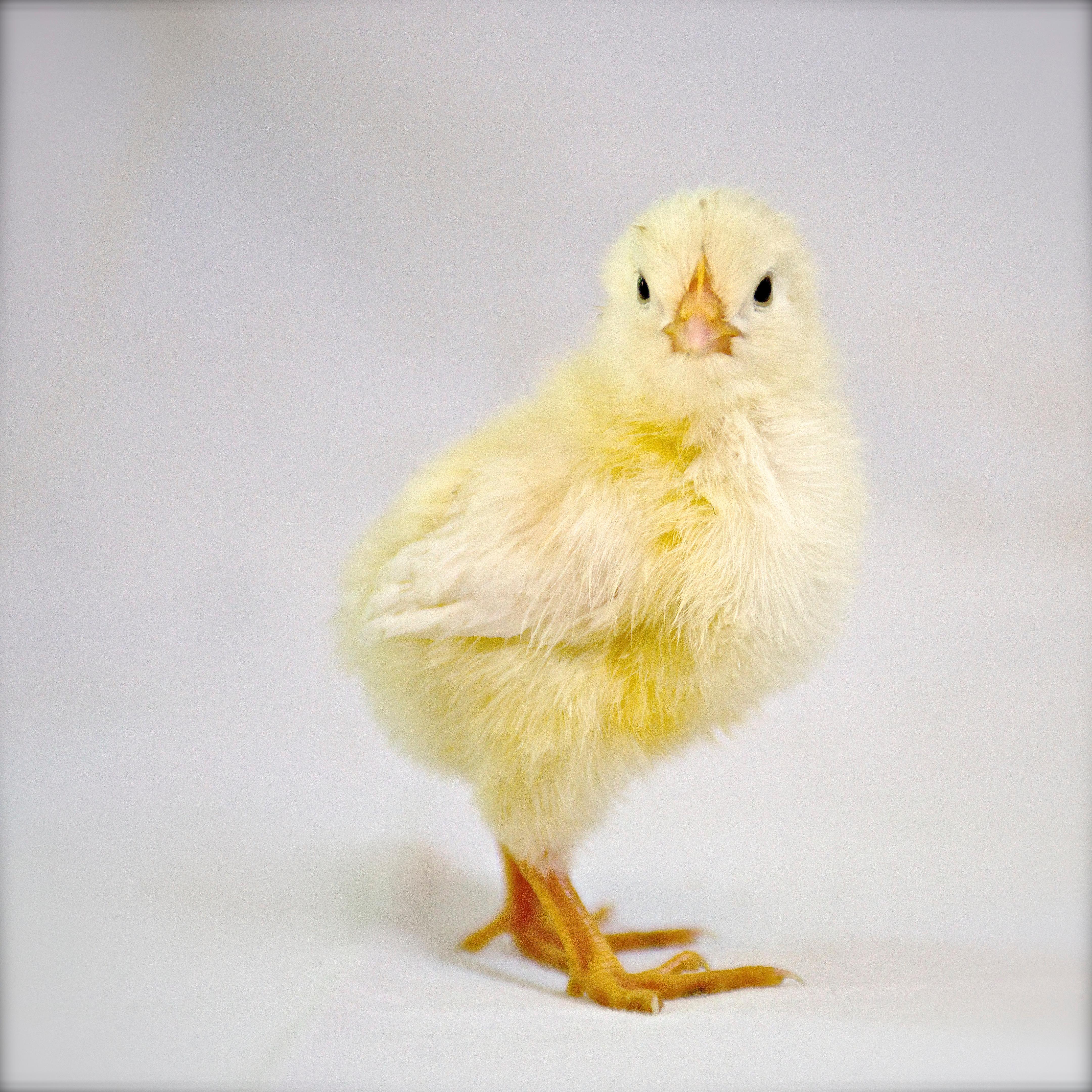 „Isabella Rossellini's Heritage Chickens“, fotografiert von Patrice Casanova, NY (amerikanisch) im Angebot