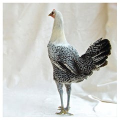'Isabella Rossellini's Heritage Chickens" Photographed by Patrice Casanova, NY