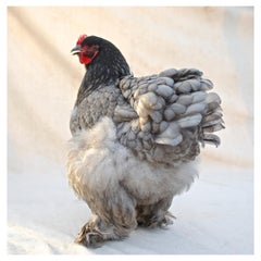 'Isabella Rossellini's Heritage Chickens Photographed by Patrice Casanova NY