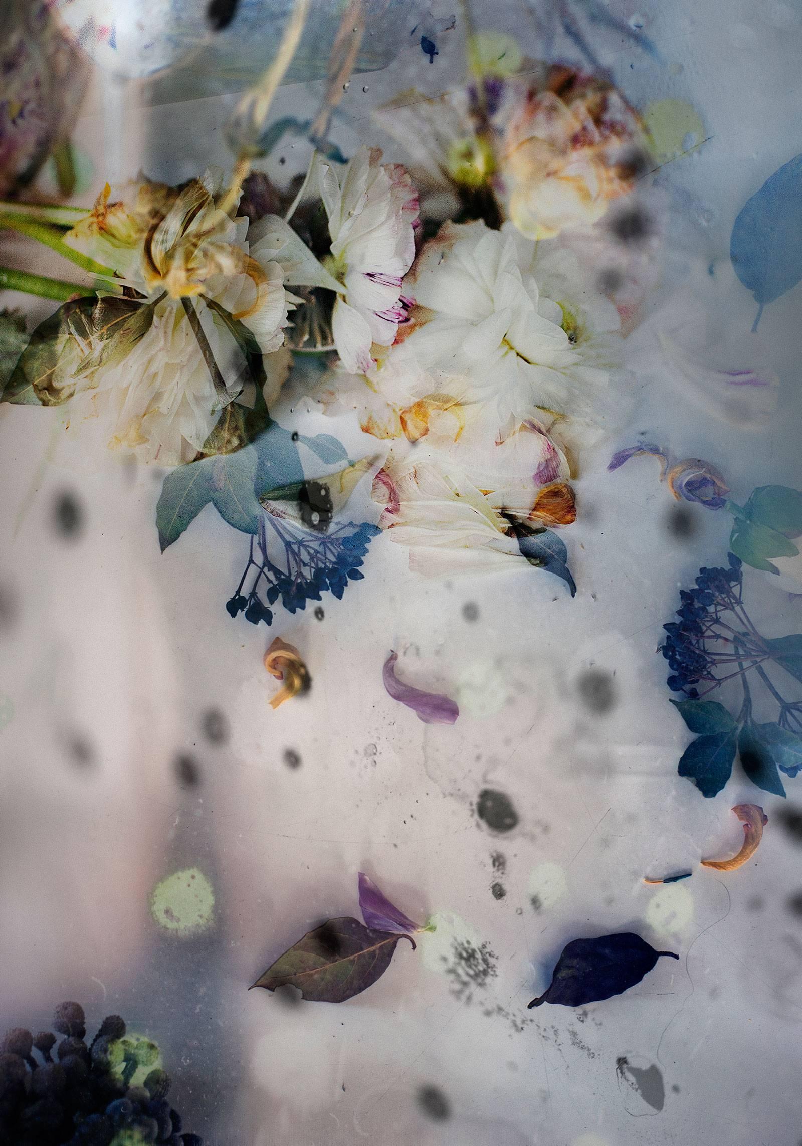 Isabelle Menin Still-Life Photograph - Petites Natures #17- abstract soft white purple yellow floral photo