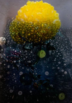 Petites Natures #19 - yellow flower dots of water abstract contemporary photo