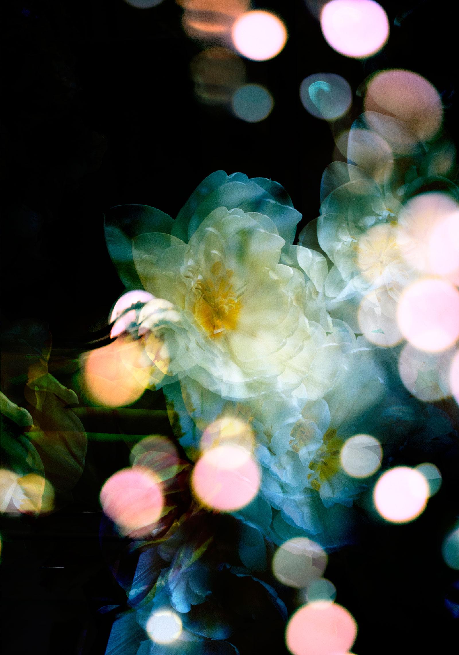 Isabelle Menin Still-Life Photograph – Petites Natures #3 weiß blau rosa Farbe abstrakte Blume Natur Foto