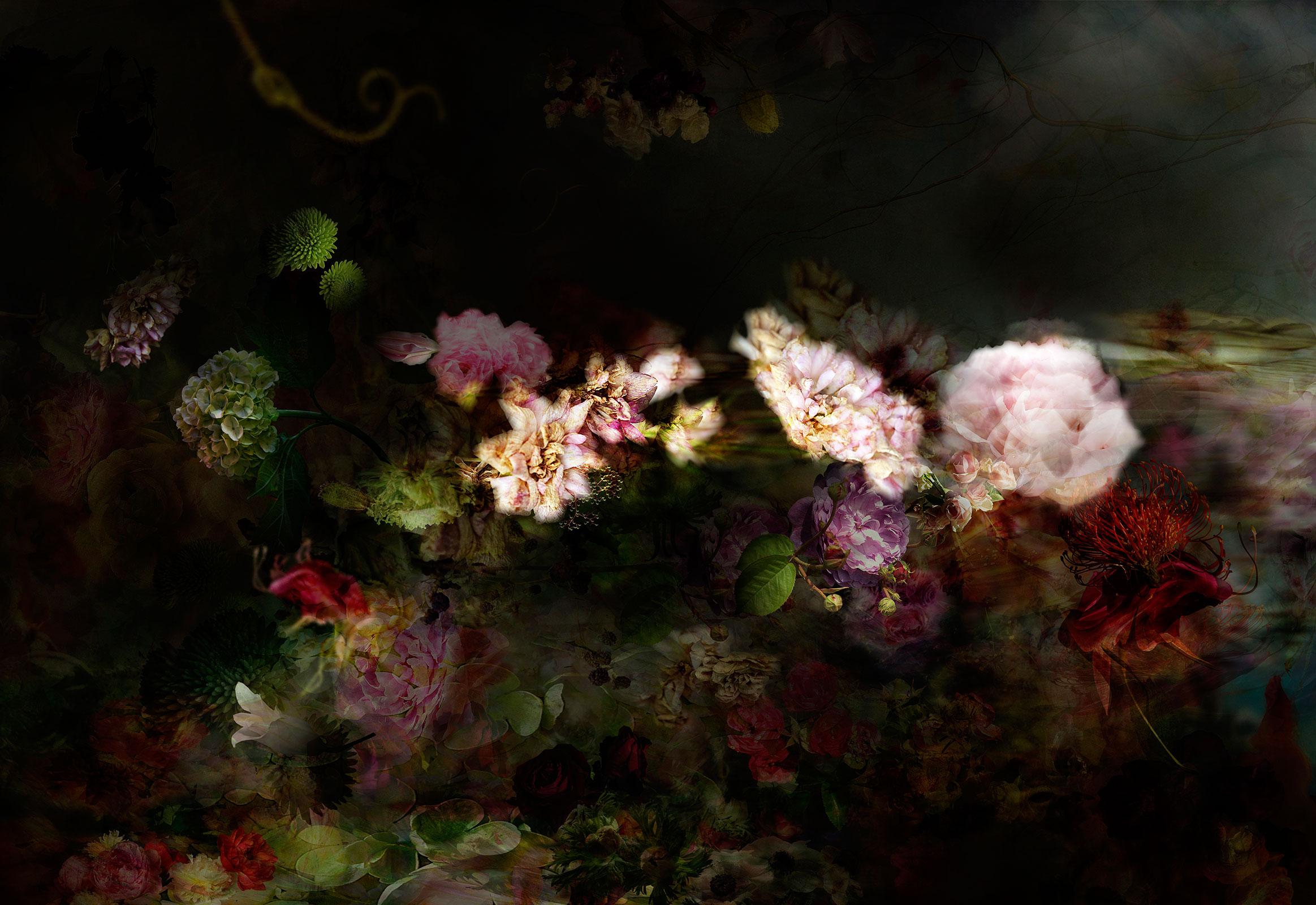 Still-Life Photograph Isabelle Menin - Solstice 4 - nature morte, paysage abstrait floral foncé, photographie contemporaine